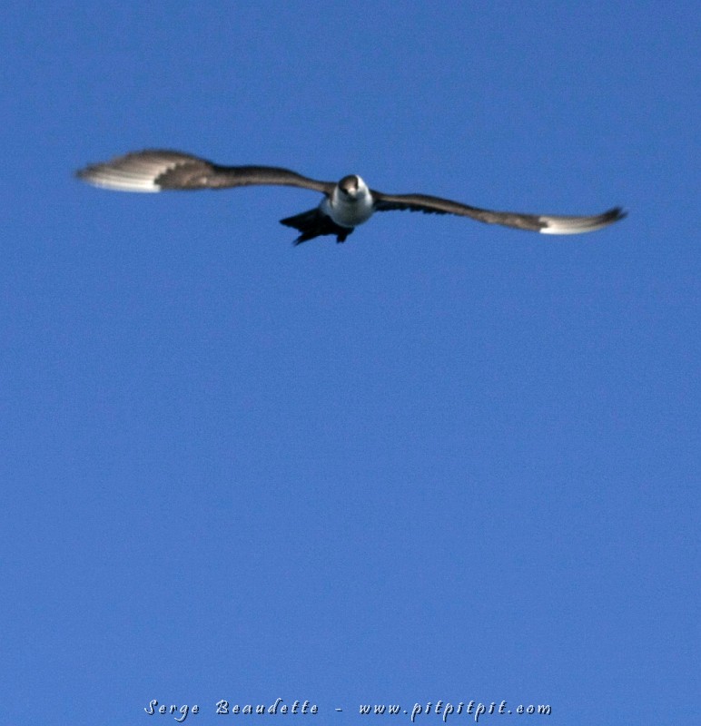 IMG_7037.JPG