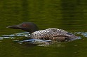 2009-07-25_18-03-05_MG_0541