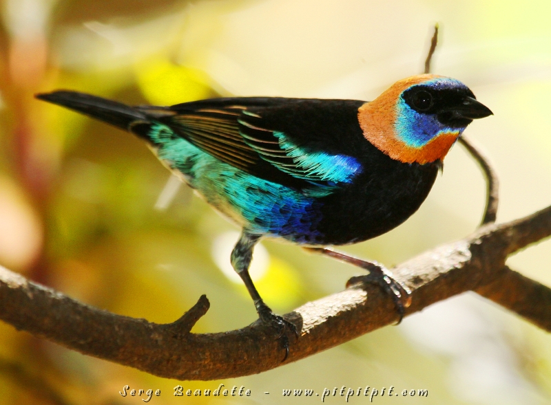 Galeries photos/Quiz CostaRica/149_quiz_cr